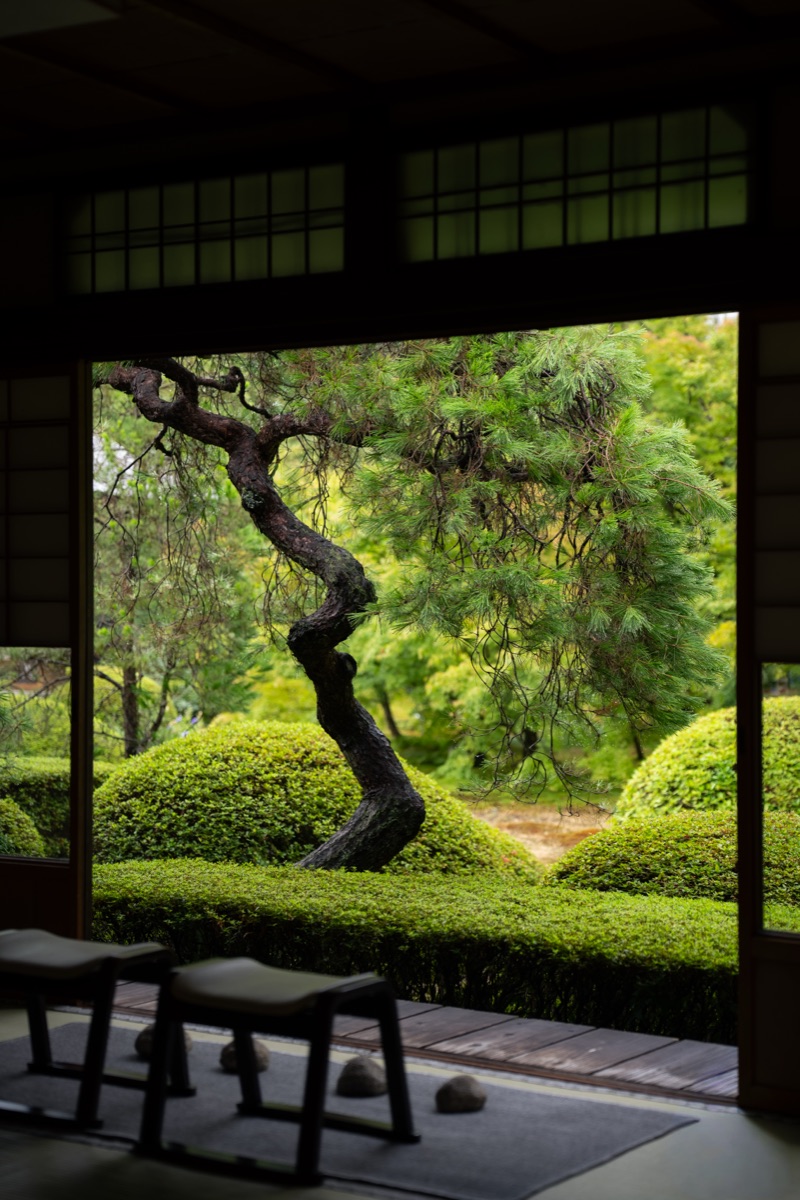 座敷から望む松と刈込の庭(雲龍院)