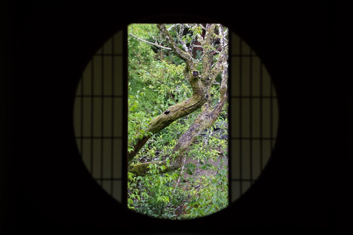 丸窓が切り取る庭木と青もみじ(雲龍院)