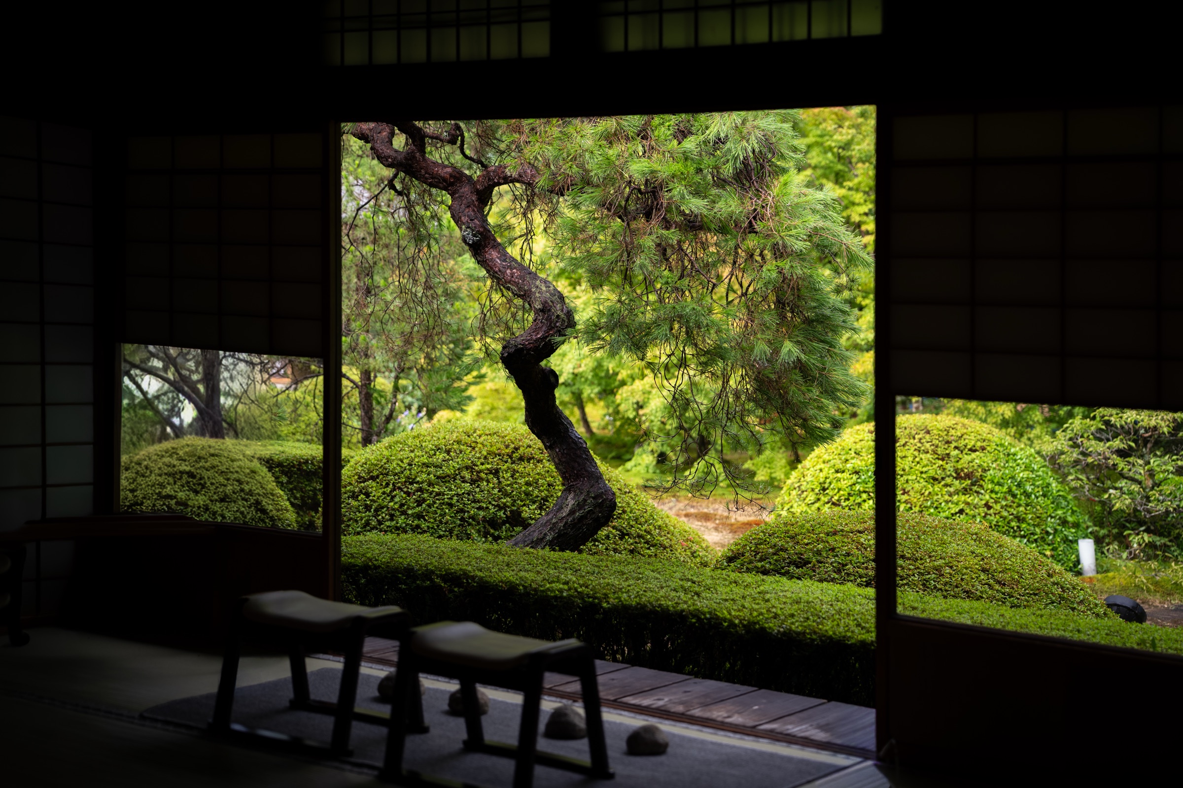 くねる松と刈込の緑の庭(雲龍院)